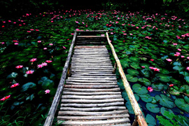踱步花間，邂逅美麗