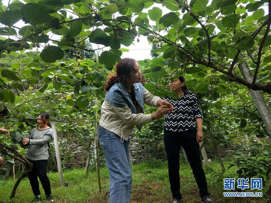 （新華全媒頭條·圖文互動(dòng)）（10）初夏，循著總書(shū)記的腳步探訪產(chǎn)業(yè)扶貧新事