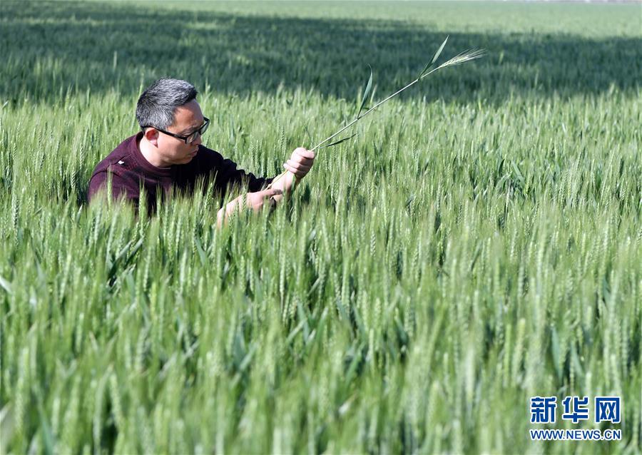 （在習(xí)近平新時代中國特色社會主義思想指引下——新時代新作為新篇章·習(xí)近平總書記關(guān)切事·圖文互動）（5）新農(nóng)事、新希望——夏收前田間新動態(tài)掃描