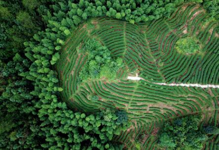 福建龍巖：高效用地，提升生態環境水平