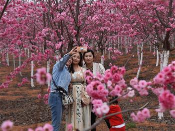 櫻花漫山，一份14年的等待